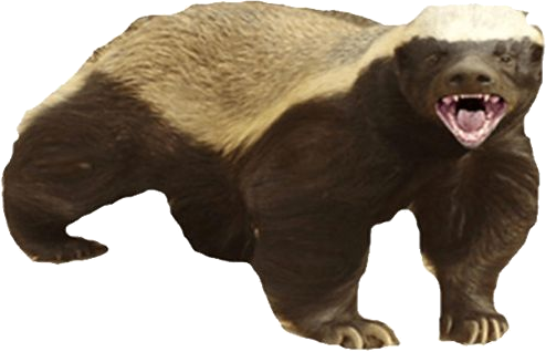 Honey badger